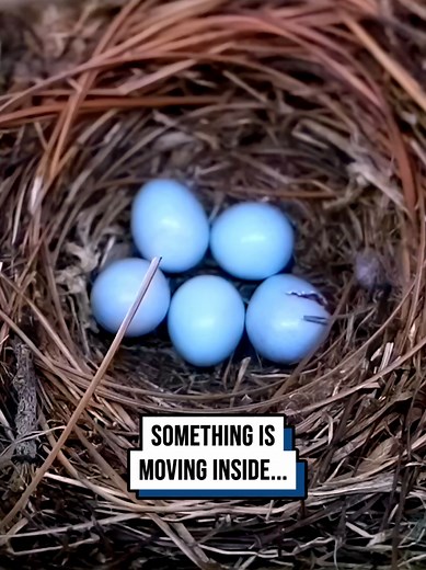 Magical Moment: Tiny Crack Leads to Amazing Bird Hatching