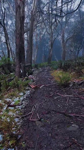 Mount Donna Buang #Victoria #Australia #outback #bushwalk #nature #asmr #travel #outdoors #hike