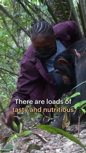 🐒 Chimp School: Lessons in the Wild #shorts #chimps