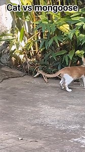 Cat vs mongoose nagkita kita sa bakuran #everyonefollowers #fbreelsfypシ゚ #fbfollowers #highlights #trending | Flavio Nambatac Bagotsay