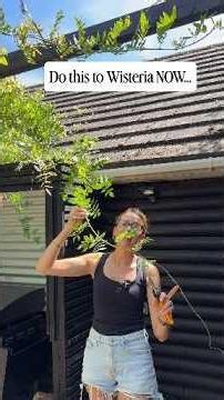 Do this NOW... Wisteria prune #garden#gardeningtips#gardeningforbeginners #shorts