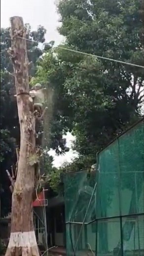 rope pulling technique for felling trees #shortvideo #woodworking #chainsaw