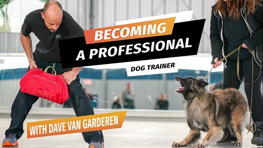 Inside the Dog Training Industry: Expert Tips for Building a Career With Canines