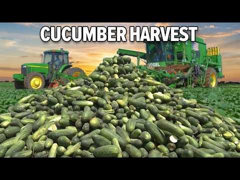 Harvesting 1.6 Billion Pounds of Cucumbers: The Tech Behind Perfect Pickles!"