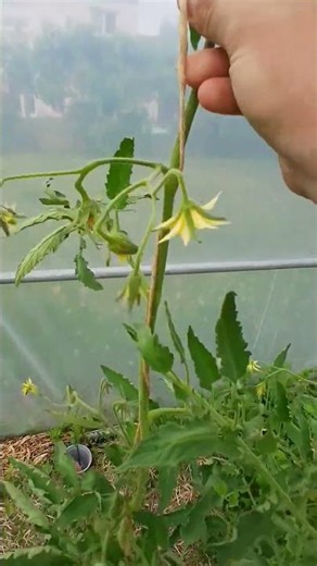 Vous attachez vos tomates comme ça ? 🍅👇 #potager #garden #jardinage #agriculture