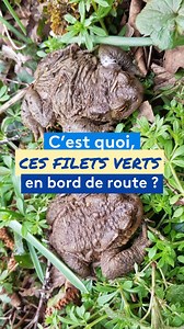 24K views · 284 reactions | C'est le printemps, la saison des...