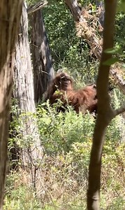 569K views · 1.6K reactions | ‘Bigfoot’ has been spotted again! | Yahoo News Australia | Facebook