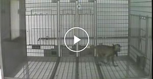 A Step Toward a Model to Study Autism