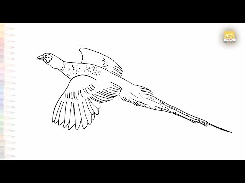 Pheasant flying drawing sketches | Bird drawing sketches | How to draw A Pheasant step by step