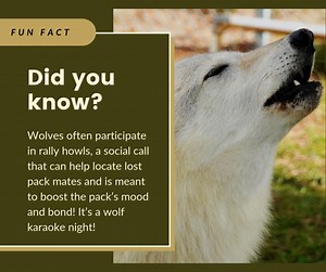 Wolves don't actually howl at the moon-- but why do they howl? Learn more at a Howl Night! Join us and help inspire a rally howl for the pack, have dinner over the fire, and the option to camp overnight. Book now! #howlnight #howl #wolfsanctuary #wolf #camping | Saint Francis Wolf Sanctuary