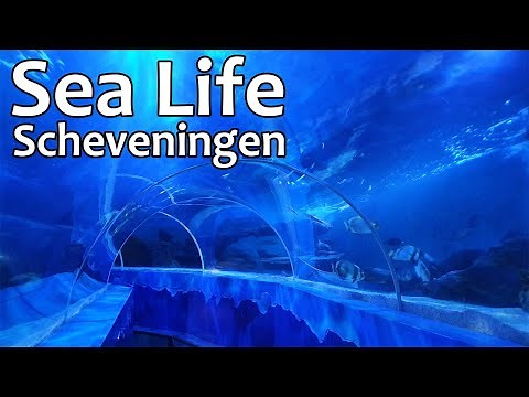 Sea Life Scheveningen / NL (148)