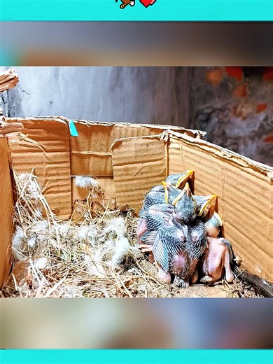 The Struggles of a Small Baby Bird