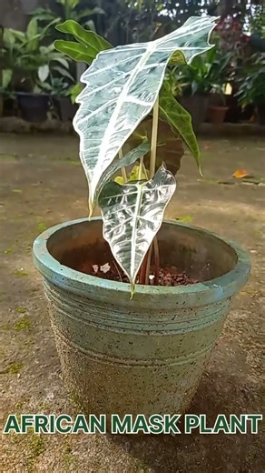 African mask plant ..🪴 #plants #garden