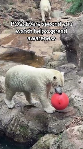 #bears #cute #extinction #animals #globalwarming #ice