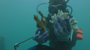 As corals grow they record information about the conditions of the oceans and changes in Earth's climate. In this video, paleoceanographer Nathalie Goodkin shows us how looking at evidence of the past in coral records can help us to protect these organisms, and our oceans, for the future. | American Museum of Natural History