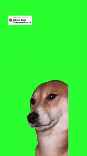 Dog Vibing Meme Compilation with CapCut Effect