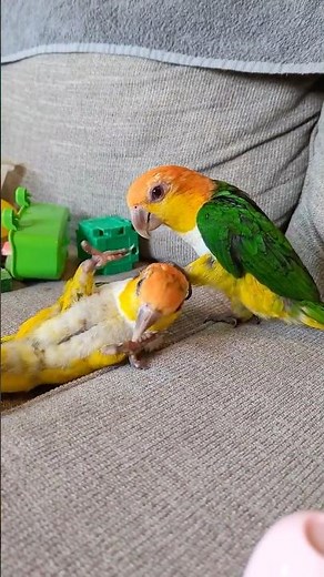 Playtime with the Caiques