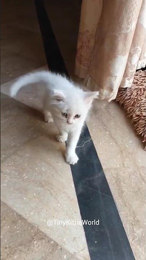 OMG! This Cat's Playtime Will Make You Smile! 😹 #shorts #funny ‪@TinyKittieWorld‬