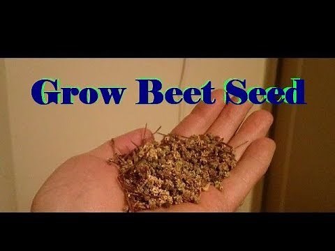 Beet Seed - Grow your own - Part 1