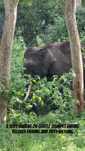 A soft squeak or gentle trumpet during relaxed feeding and dust-bathing.#nature #wildlife #forest