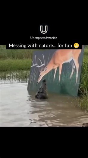 unexpectedworldz 🌍 on Instagram: "The post features a viral video from December 17, 2025, showing a crocodile in a South African swamp attacking a life-sized poster of a drinking deer, mistaking it for prey; the 15-second clip captures the reptile thrashing and tearing the image, highlighting animal optical illusions. Posted by @leko_shoba , a South African Manchester United fan, using Pidgin English ("wetin be this nah") to express amusement, the tweet amassed over 4,250 likes and 181,000 view