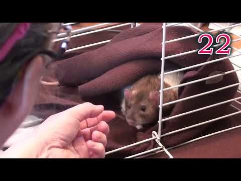Using RAT-C with a fearful pet rat