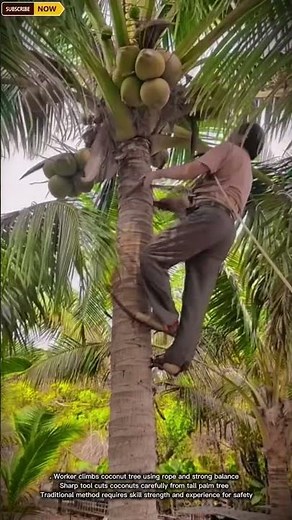 Coconut Harvesting Process Using Traditional Tree Climbing Technique