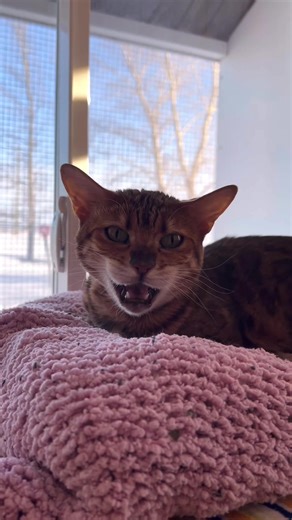 We have many beautiful and sweet cats staying with us here at Cat’s Cradle! 🐾💜🐱 For more information check out our website at: http://www.petsperfectpaws.com Or call/text us at: 204-228-3123