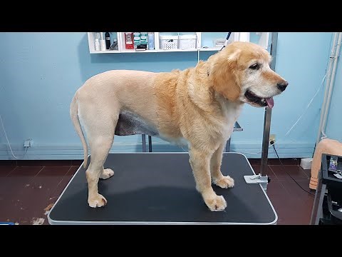 Shaving A Golden Retriever