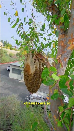 One Wrong Move… Bee Removal Gone Risky! | #bees #nature #shorts