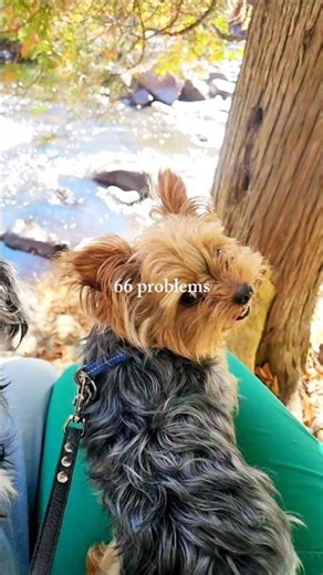 Yorkies = 0 Problems 😂❤️ #Yorkies