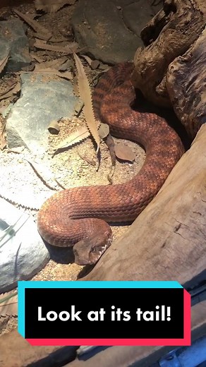The Death Adder using its tail as a lure 👀 🐍 #australia #snake #deathadder
