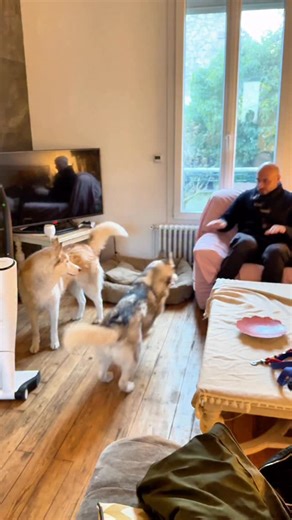 Thibault Laurent on Instagram: "Je me suis fait tacler par une chienne à trois pattes. Voilà. C’est dit. C’est la vérité. Et c’est humiliant. Contexte : Mizumi s’ennuie. Et quand Mizumi s’ennuie, elle ne “demande” pas des câlins… elle lance une opération militaire. Regard de biche calibré, stratégie d’approche, puis… passage à l’action. Je tente le protocole “câlin civilisé” sur la table basse. Refus catégorique. Madame a des standards : le confort, le fauteuil, le moelleux… la royauté. Je m’ass