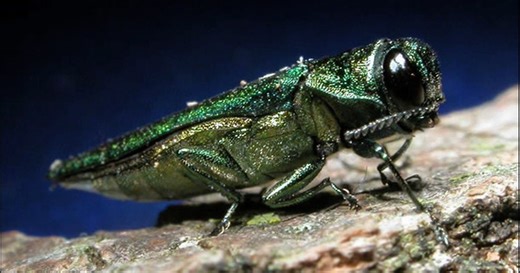 Emerald Ash Borer spotted in Denver putting millions of trees at risk