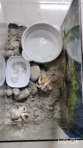 #Hermit crab new tank setup #