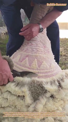 Tonte artistique : créer des motifs décoratifs dans la toison des moutons