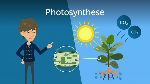 Photosynthese • Lichtreaktion, Calvin Zyklus, Einflussfaktoren