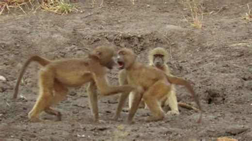 Conflict between young male baboons becomes a real playground scuffle