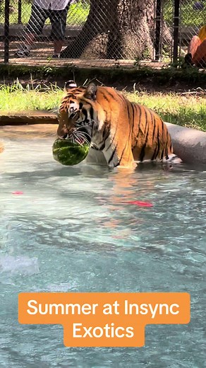 A little insight into our summers at Insync Exotics feautring some of our cats! #tigers #insyncexotics #summer
