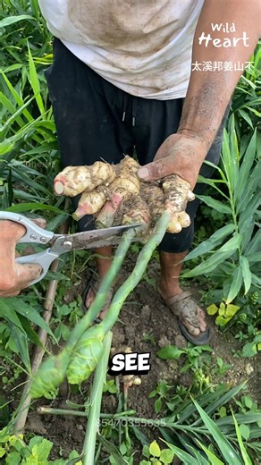 Wild Heart on Instagram: "The Secret Life of Ginger Roots #gingerharvest #babyginger #gingerfarming #ginger #organicginger"