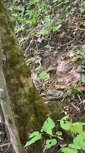 8.6K views · 284 reactions | I walked right past this beautiful...