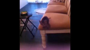 Cats Falling Compilation Part-1