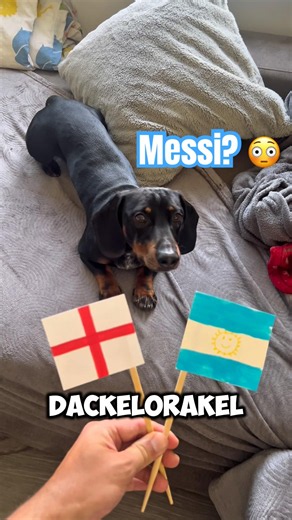 DACHSHUND ORACLE 2026 World Cup England 🏴󠁧󠁢󠁥󠁮󠁧󠁿 vs Argentina 🇦🇷 #worldcup #worldcup #england #arg...