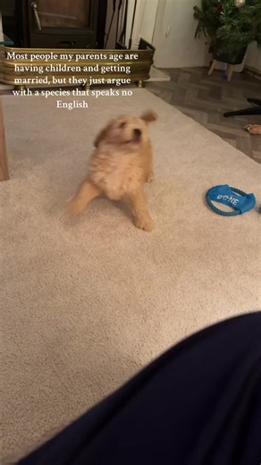 My mamma is hiding on the couch so I can't get her ankles🫣 #landshark #cockapoo #biting #puppy #hiding