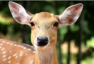 Animal Protection Priorities for 2024 in the New Legislative Session - Insider NJ