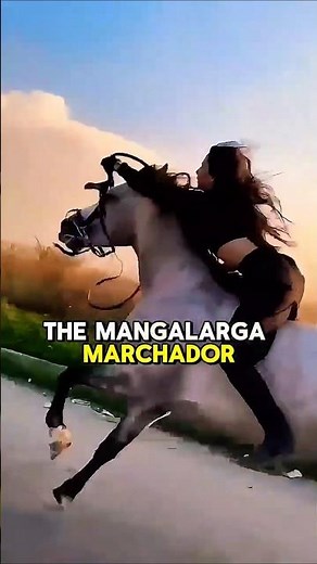 Discover the AMAZING Mangalarga Marchador Horse Breed! #horse #equestrianjourney #facts #animallife