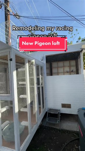 2023 Racing Pigeons: Loft Design, Hawk Protection & More