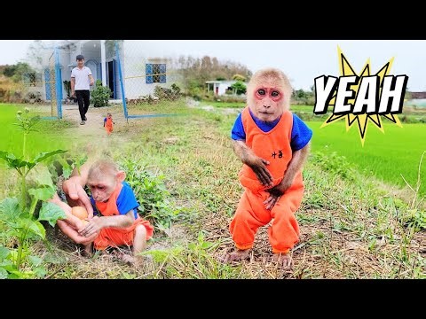 So Incredible! Su Discovered a Strange Nest Immediatly Called Engineer For Help!