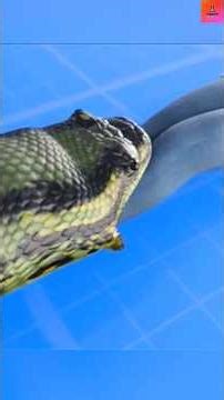 अजगर इंसान को कैसे निगलता है🤯