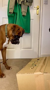 This is exactly why they’re called boxers 🤣 #funny #funnydog #boxerdog | Trunks the Boxer